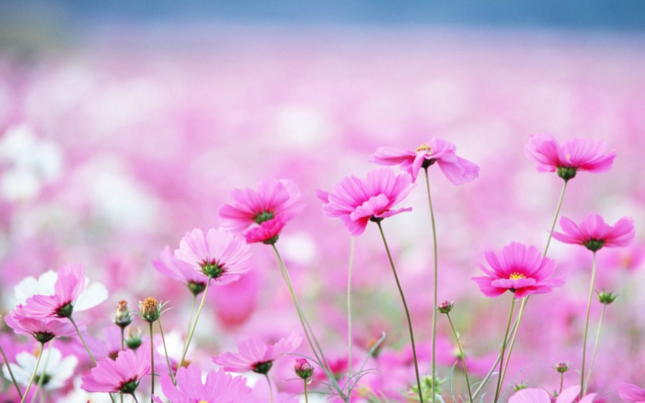 Flower Wallpaper Free - HD Wallpaper 