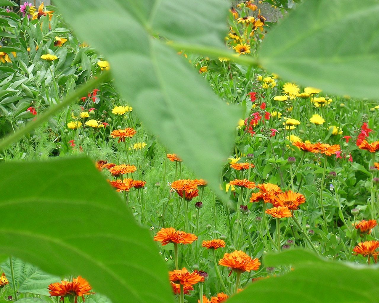 Wallpaper - HD Wallpaper 