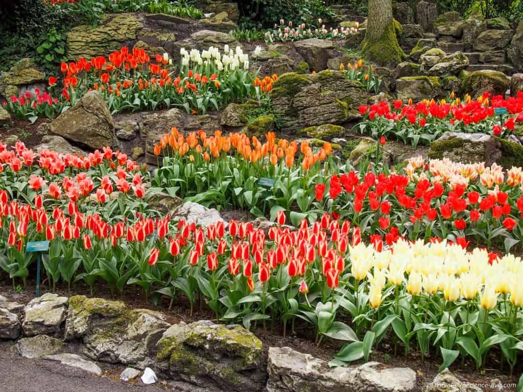 Tulips In A Rock Garden, Netherlands - Sprenger's Tulip - HD Wallpaper 
