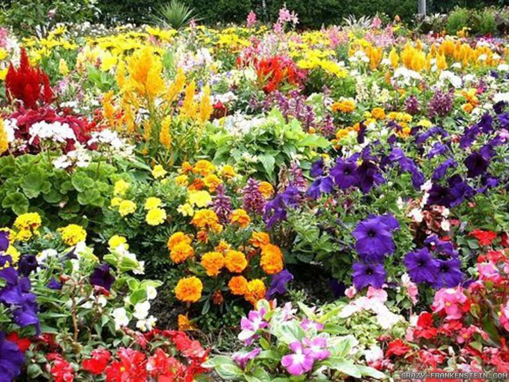 Image - Bunch Of Flowers Garden - HD Wallpaper 