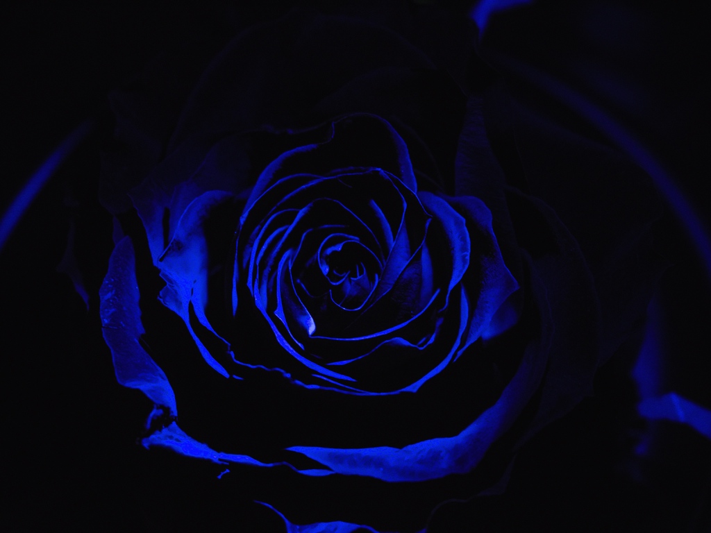 Wallpaper Rose, Blue Rose, Petals, Dark, Bud - Blue Rose Dark Background - HD Wallpaper 