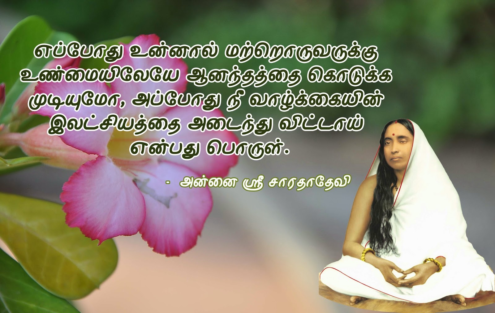 Cattleya - HD Wallpaper 