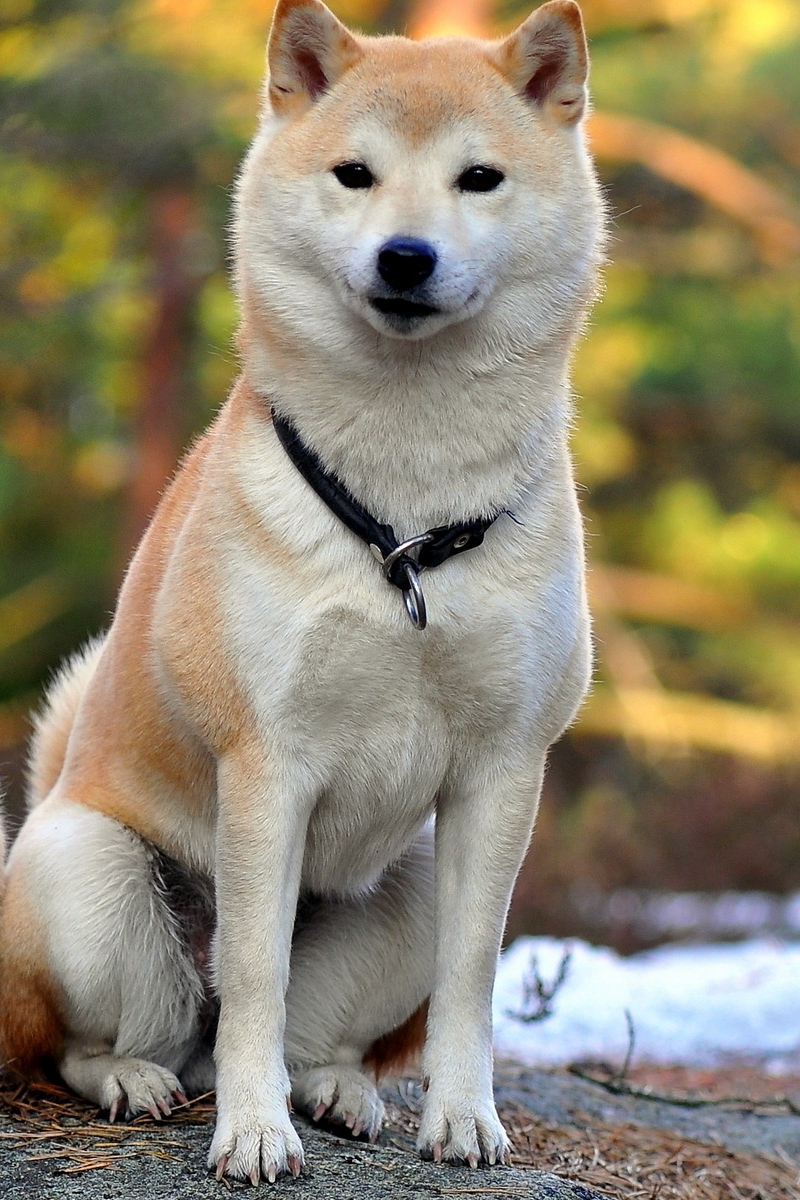 Wallpaper Akita Inu, Dog, Couple, Beautiful - Shiba Collar Name Tag - HD Wallpaper 