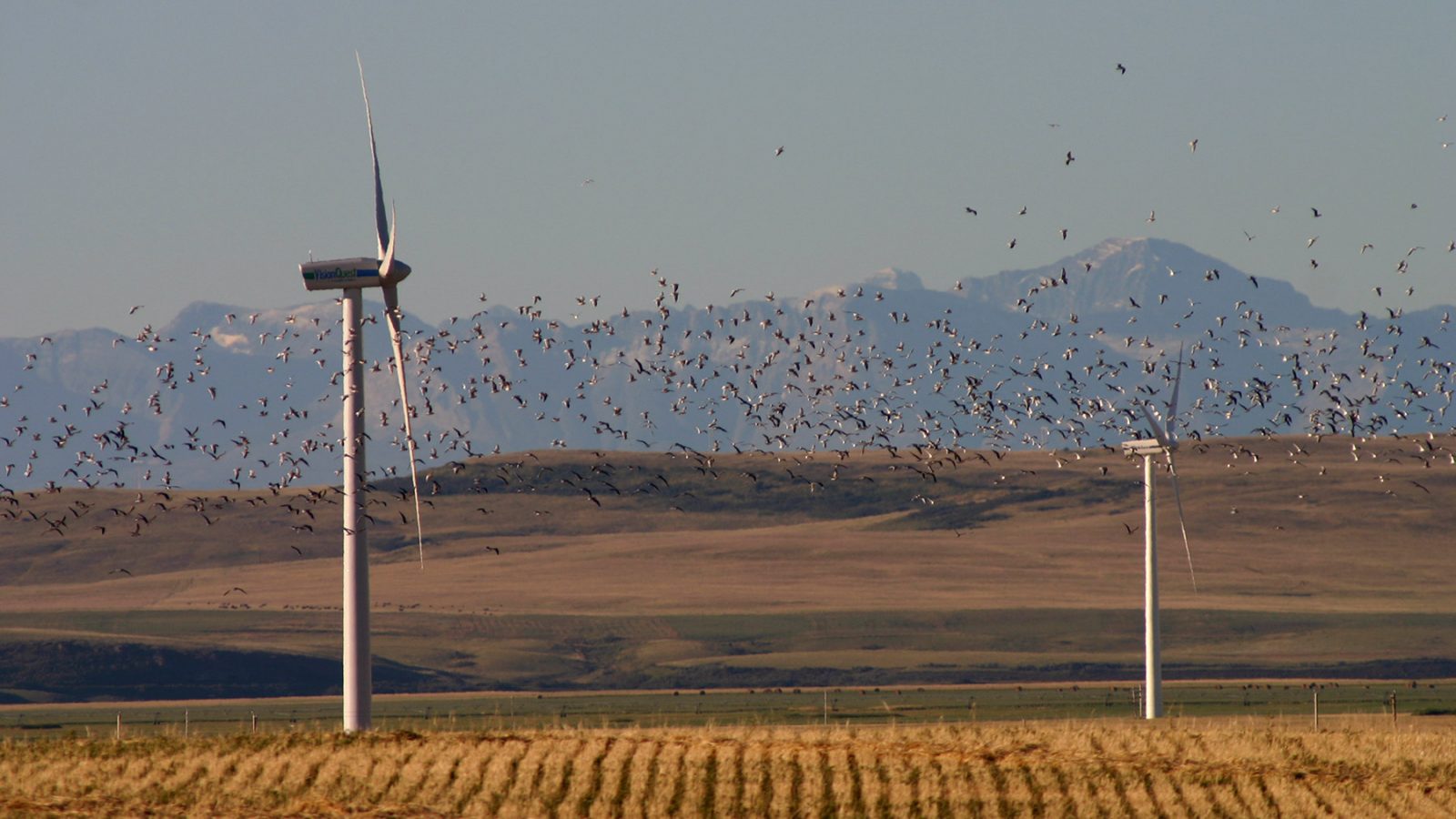 Birds And Turbines - Bats Wind Turbines - HD Wallpaper 