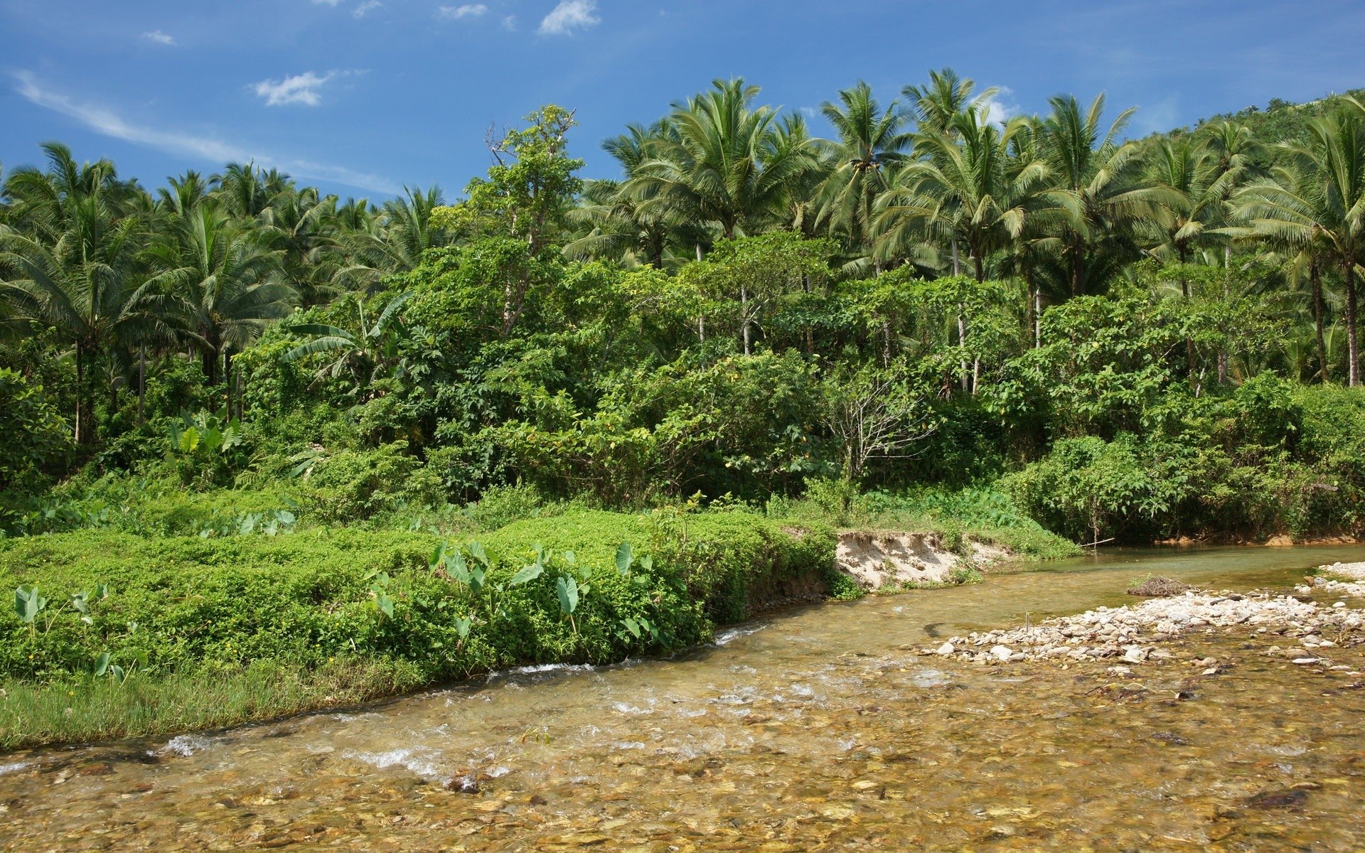 Attalea Speciosa - HD Wallpaper 