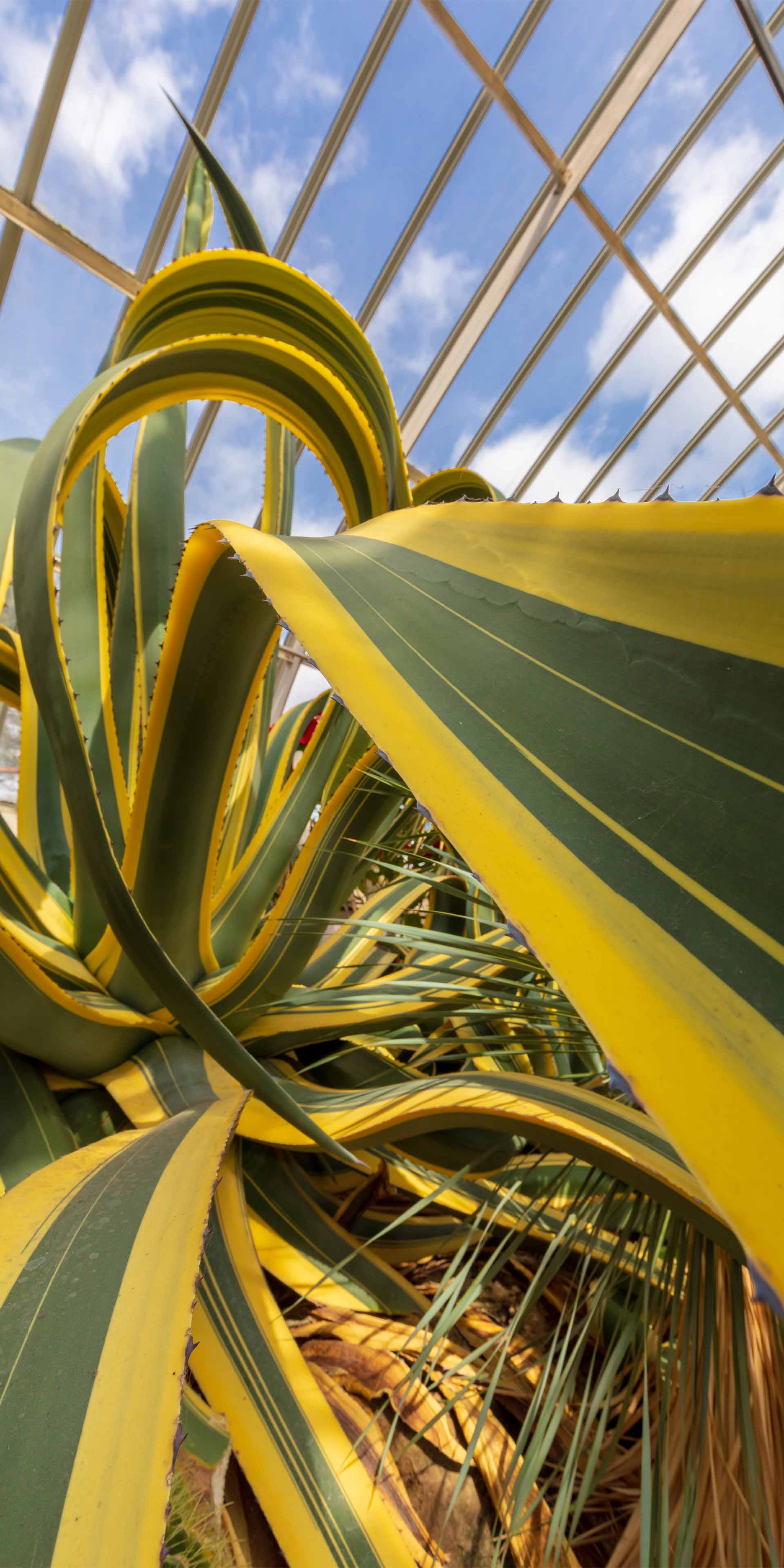 Yucca - HD Wallpaper 