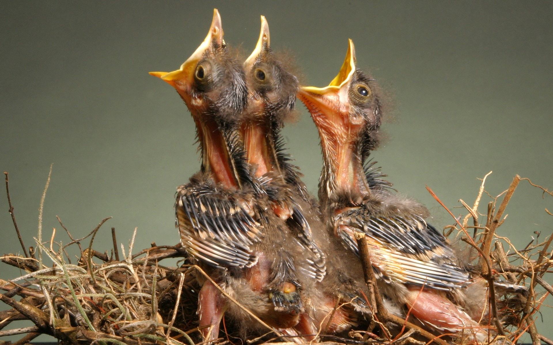 Baby Birds In A Nest - HD Wallpaper 