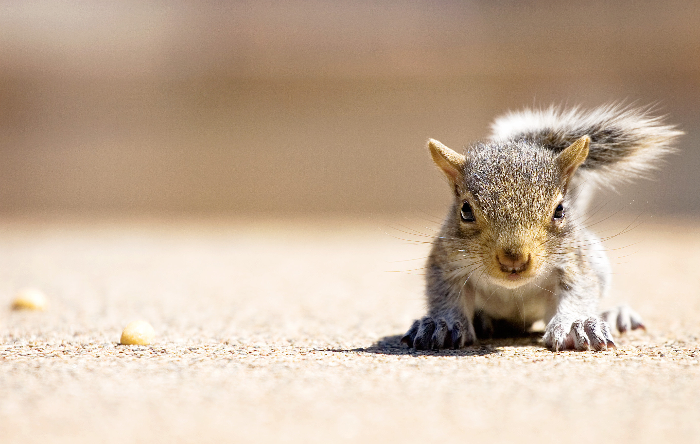 Baby Squirrel Wallpaper Hd - HD Wallpaper 