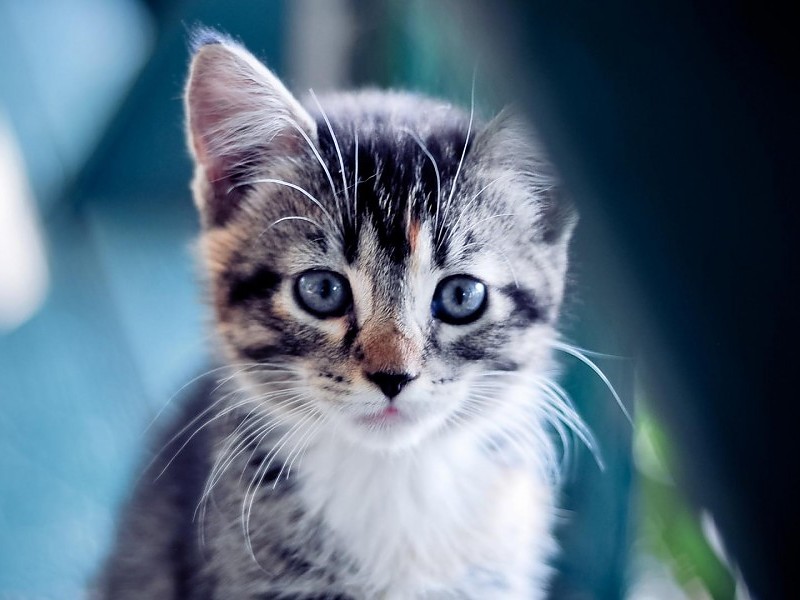 I M Hungry - Portada Para Youtube 2560 X 1440 Gatos - HD Wallpaper 