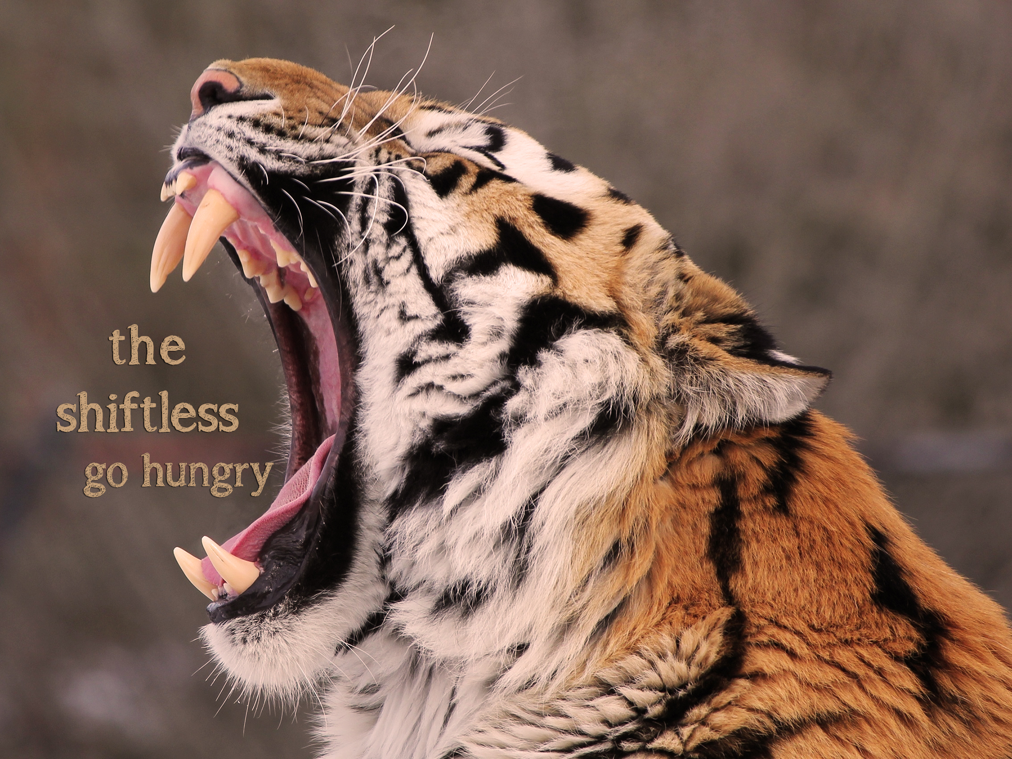 Tiger Mouth - HD Wallpaper 