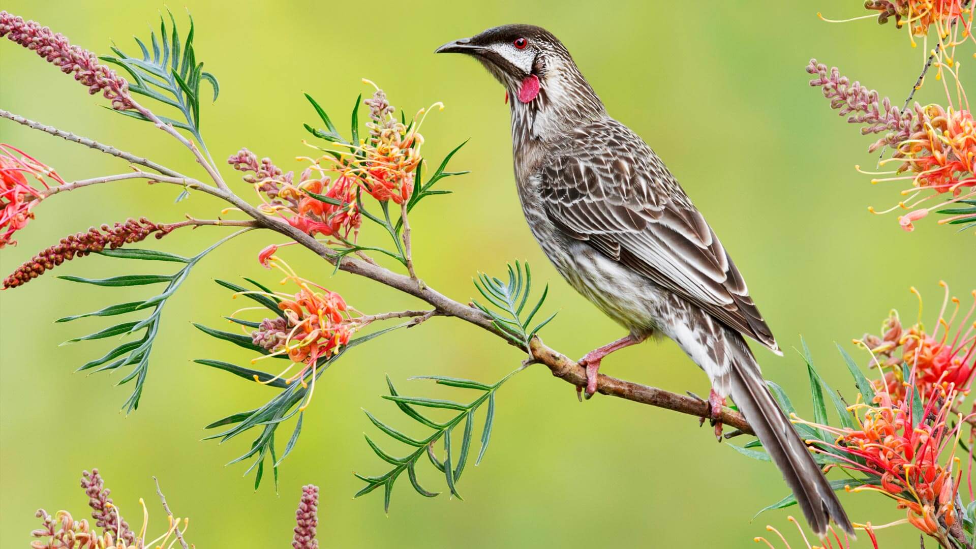 Red Wattlebird Victoria Australia - HD Wallpaper 