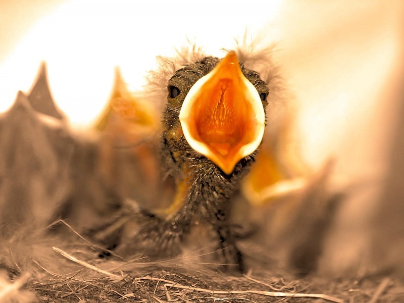 Soooo Hungry - Wallpaper - Chick - HD Wallpaper 