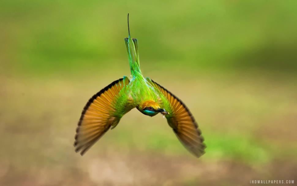 Hungry Bird Wallpaper,bird Hd Wallpaper,hungry Hd Wallpaper,1920x1200 - Flying Green Bee Eater Bird - HD Wallpaper 