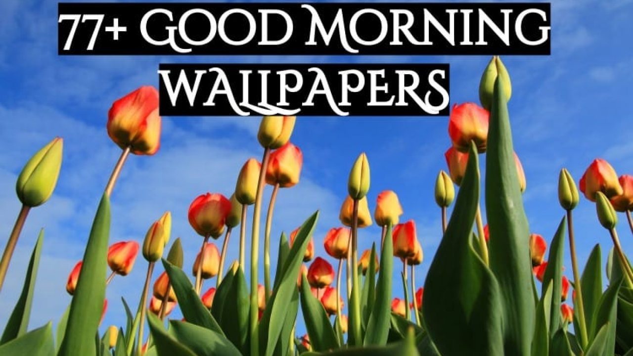 Good Morning - HD Wallpaper 