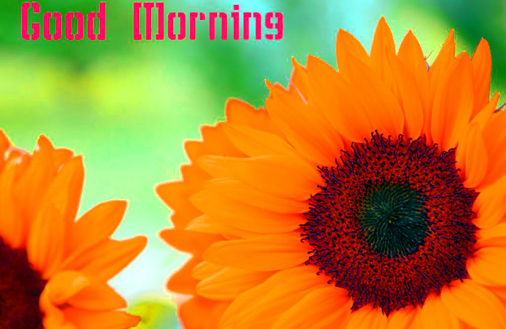 Good Morning Sunflower - HD Wallpaper 
