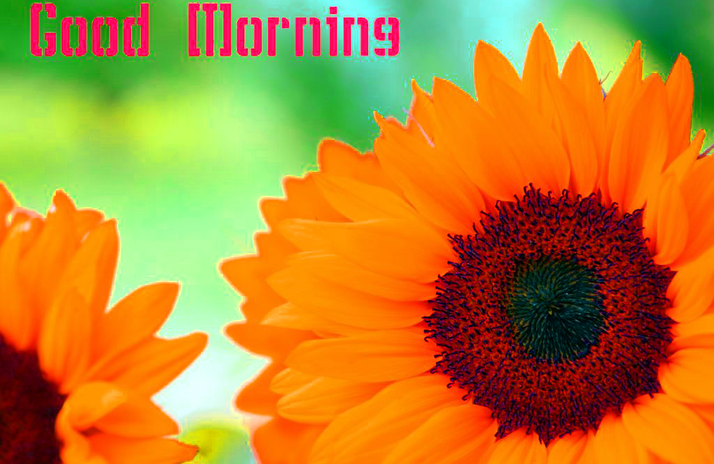 Good Morning Sunflower 1024x666 Wallpaper teahub.io