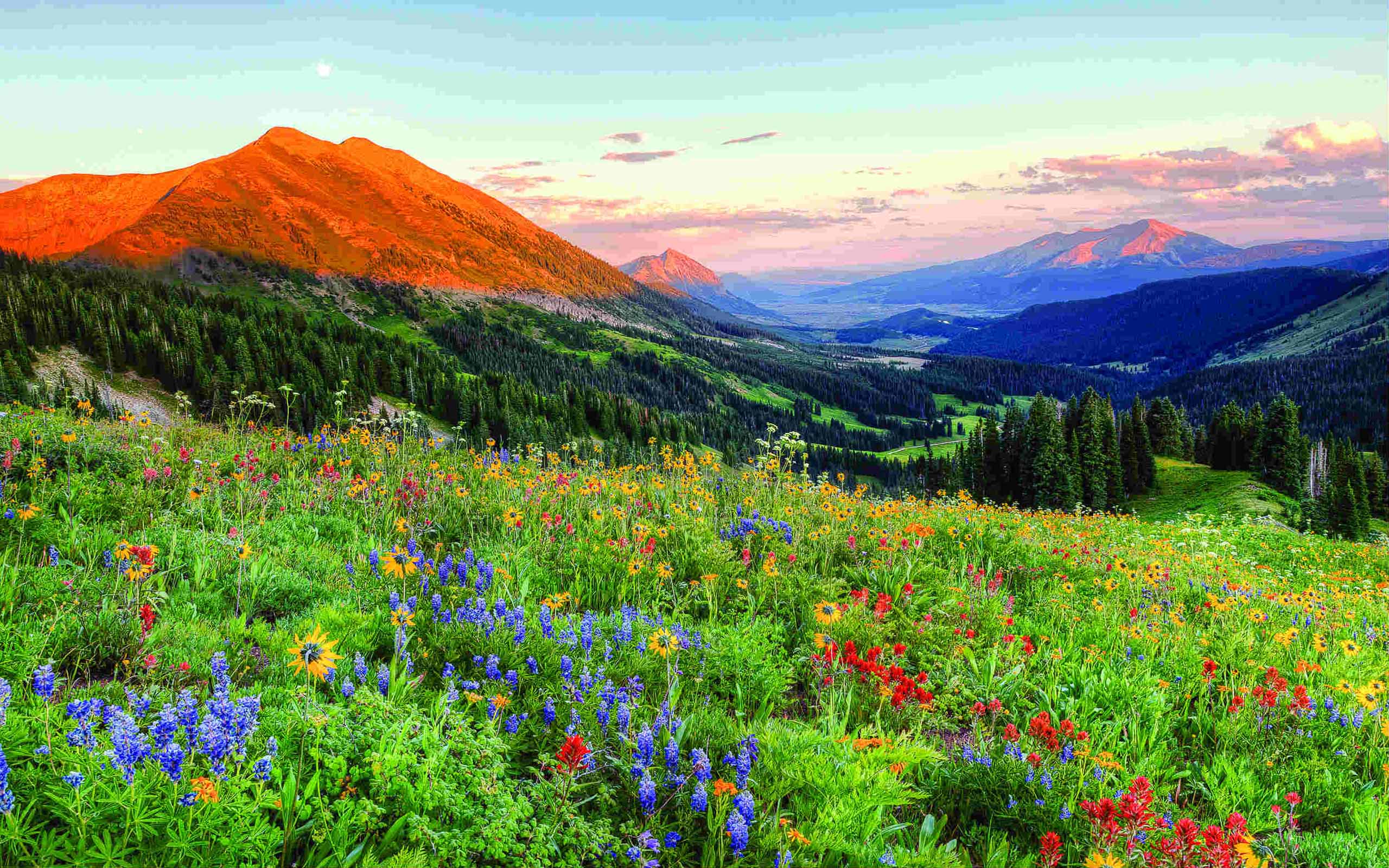 Wild Spring - HD Wallpaper 
