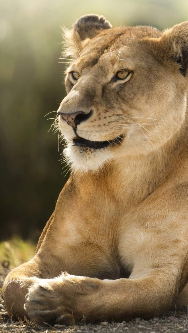 Lion Hd Wallpaper For Iphone 6 - HD Wallpaper 