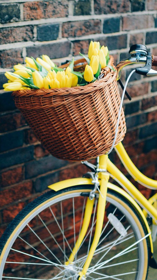 Bike Tulips - HD Wallpaper 