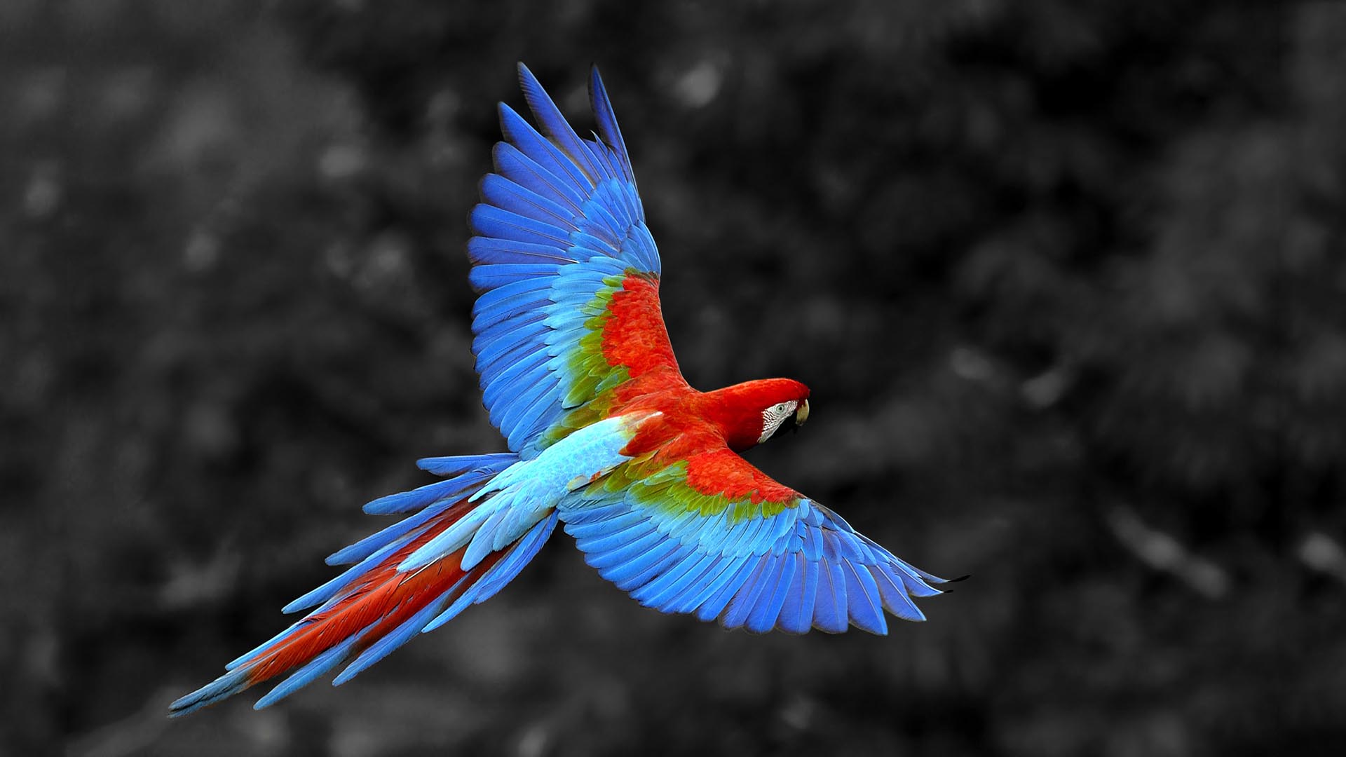 Macaw Colors Hd Wallpaper - Flying Green Wing Macaw - 1920x1080 Wallpaper -  