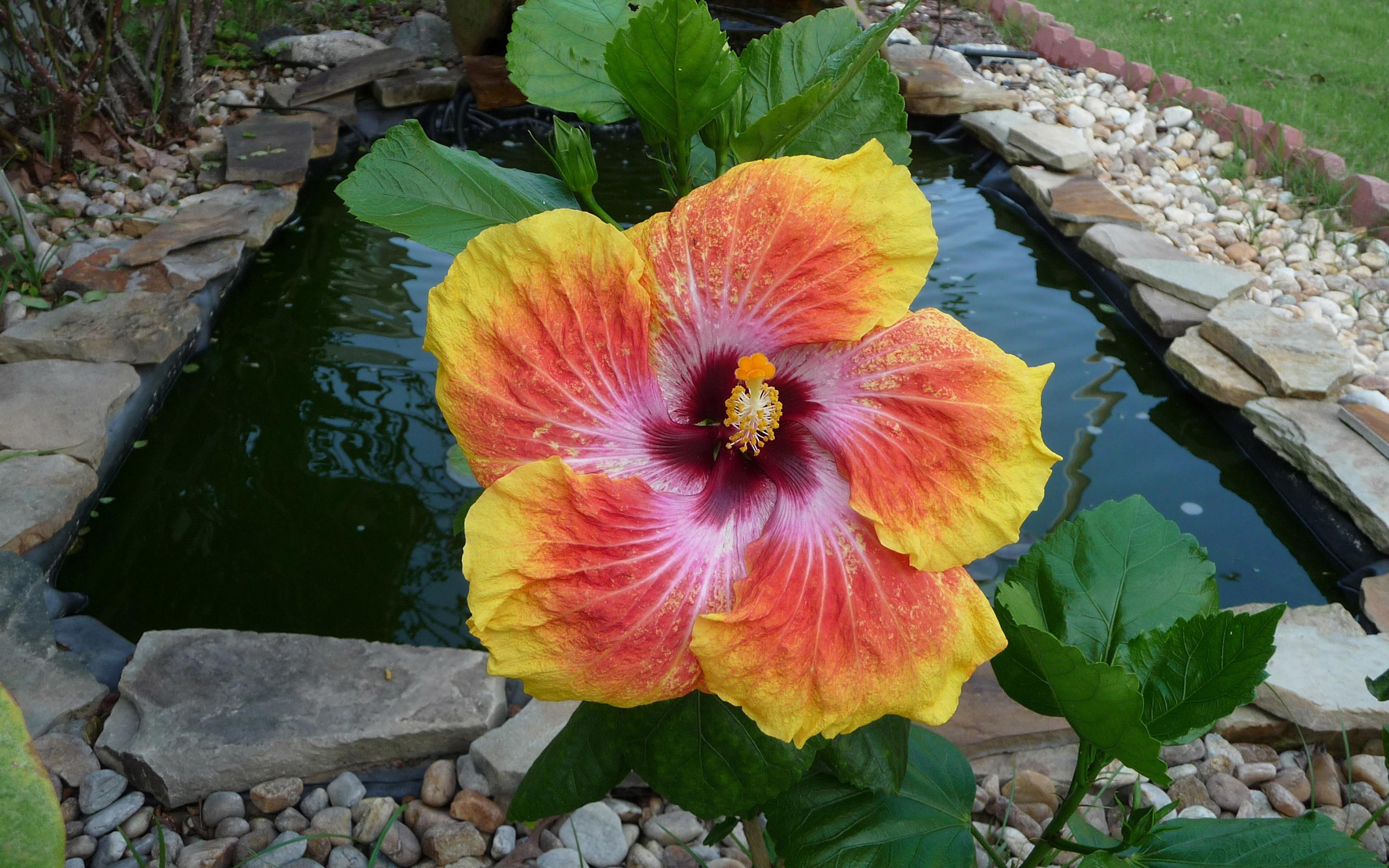 Tropical Flowers - HD Wallpaper 