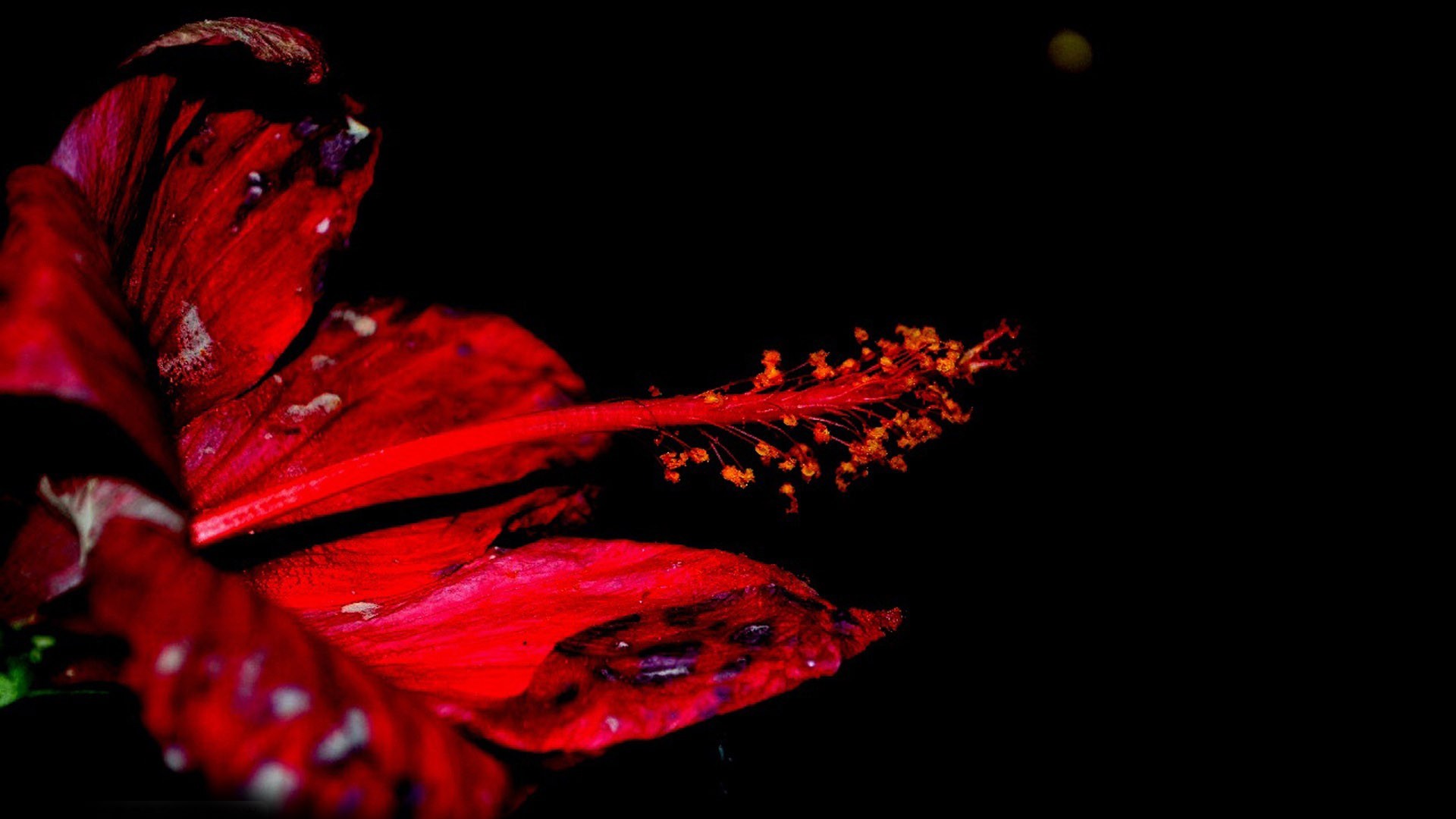 Red Hibiscus - Macro Photography - HD Wallpaper 