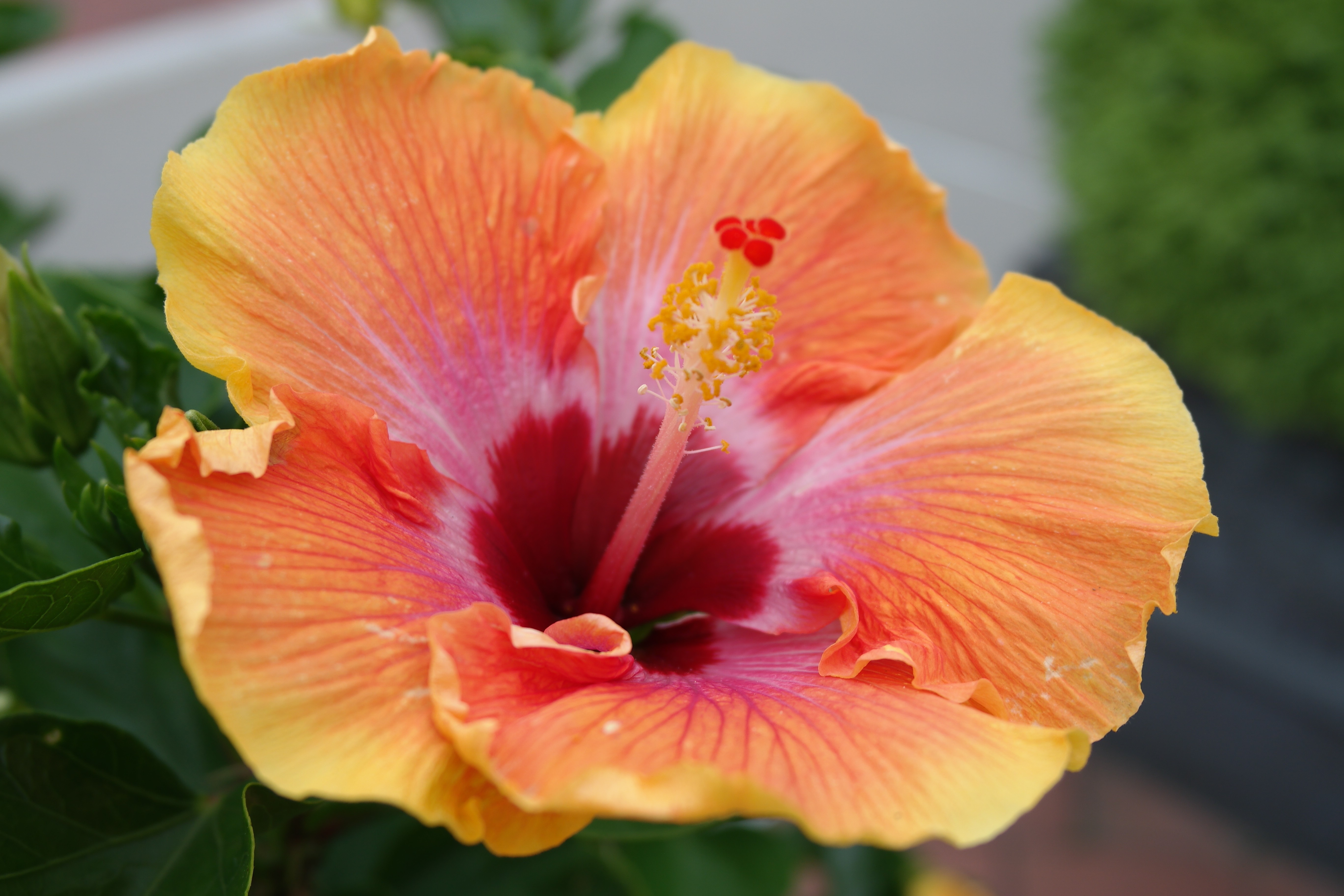 Hawaiian Hibiscus - HD Wallpaper 