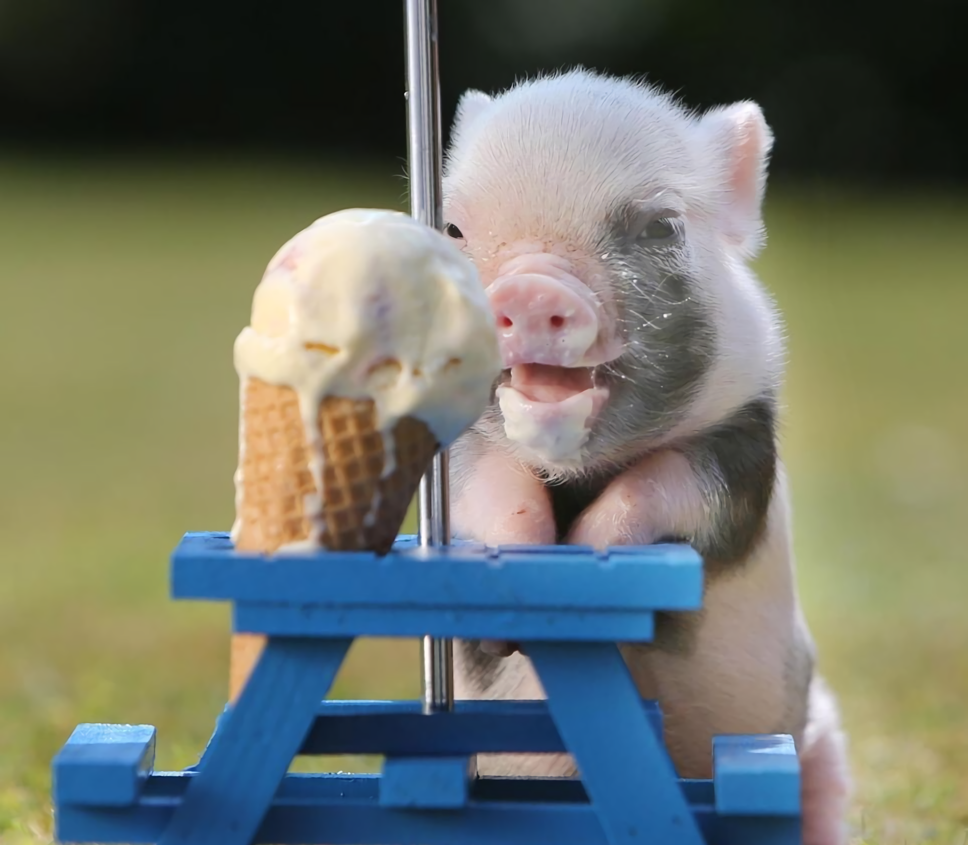 Teacup Pigs Eating Ice Cream - HD Wallpaper 