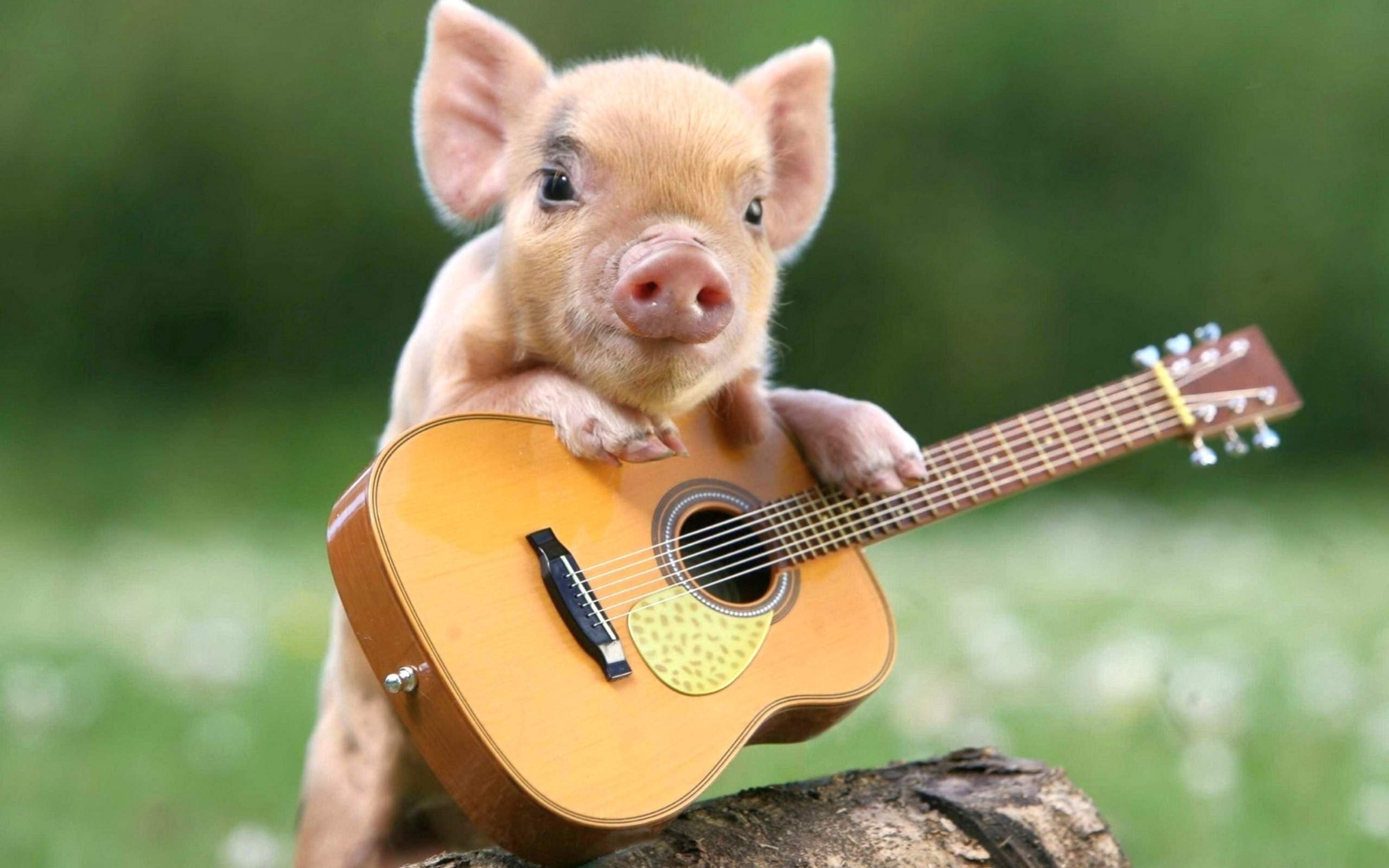 Cute Baby Pigs - HD Wallpaper 