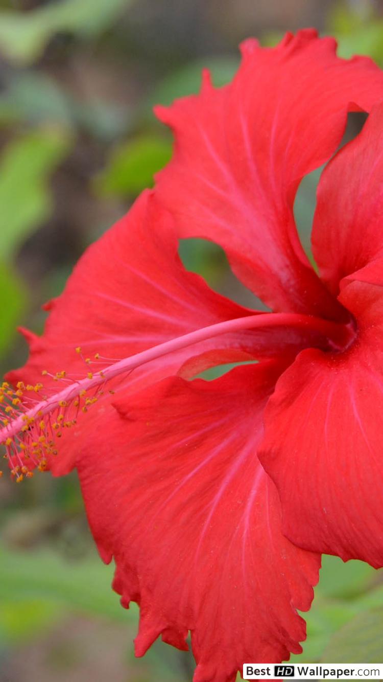 Hawaiian Hibiscus - HD Wallpaper 