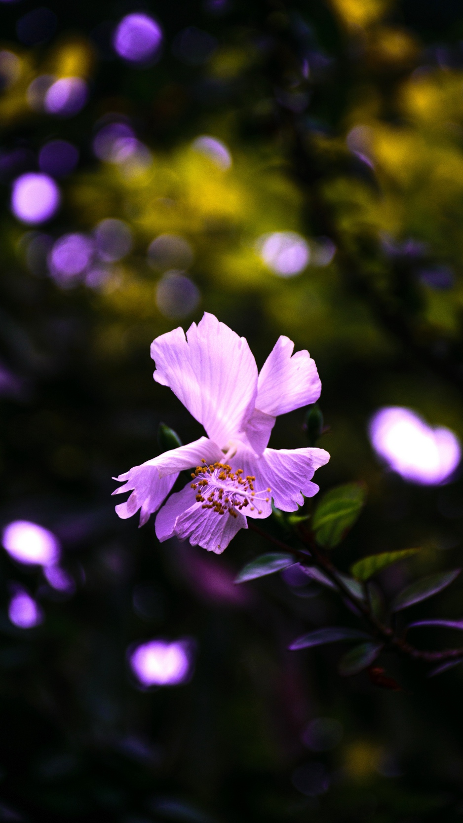 Wallpaper Hibiscus, Flower, Violet - Hibiscus Flower Wallpaper Hd For Mobile - HD Wallpaper 