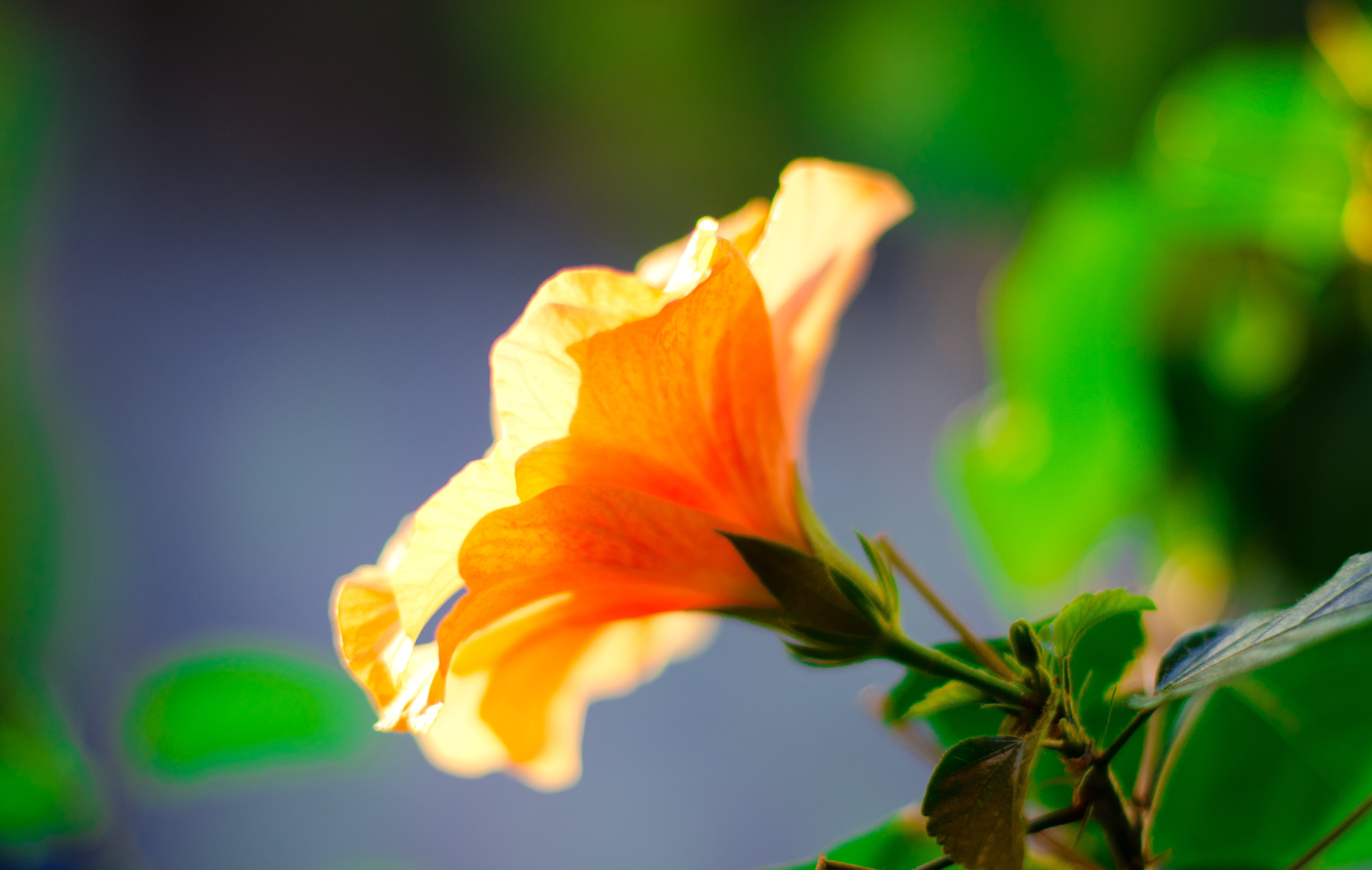 Chinese Hibiscus - HD Wallpaper 