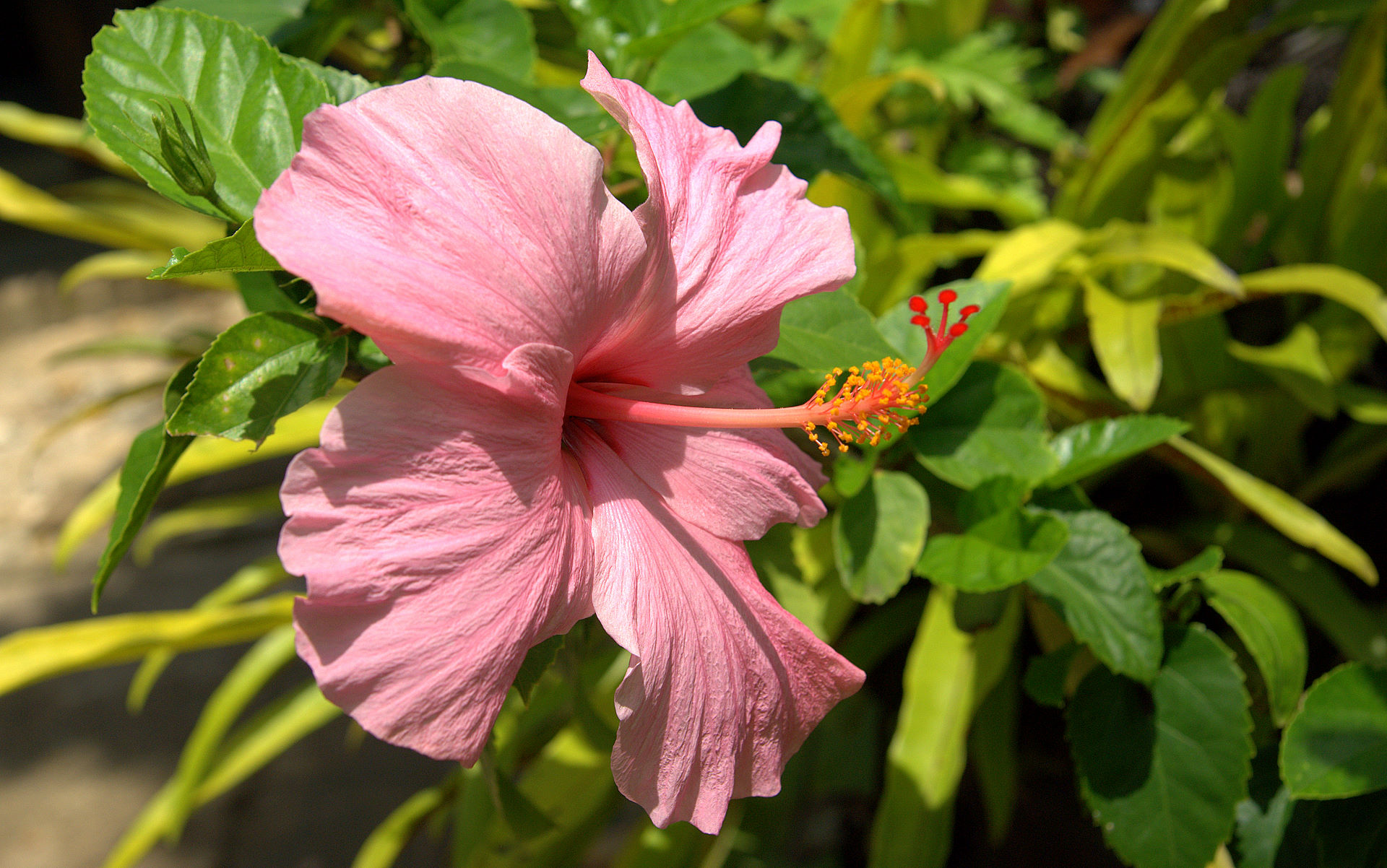 Chinese Hibiscus - HD Wallpaper 