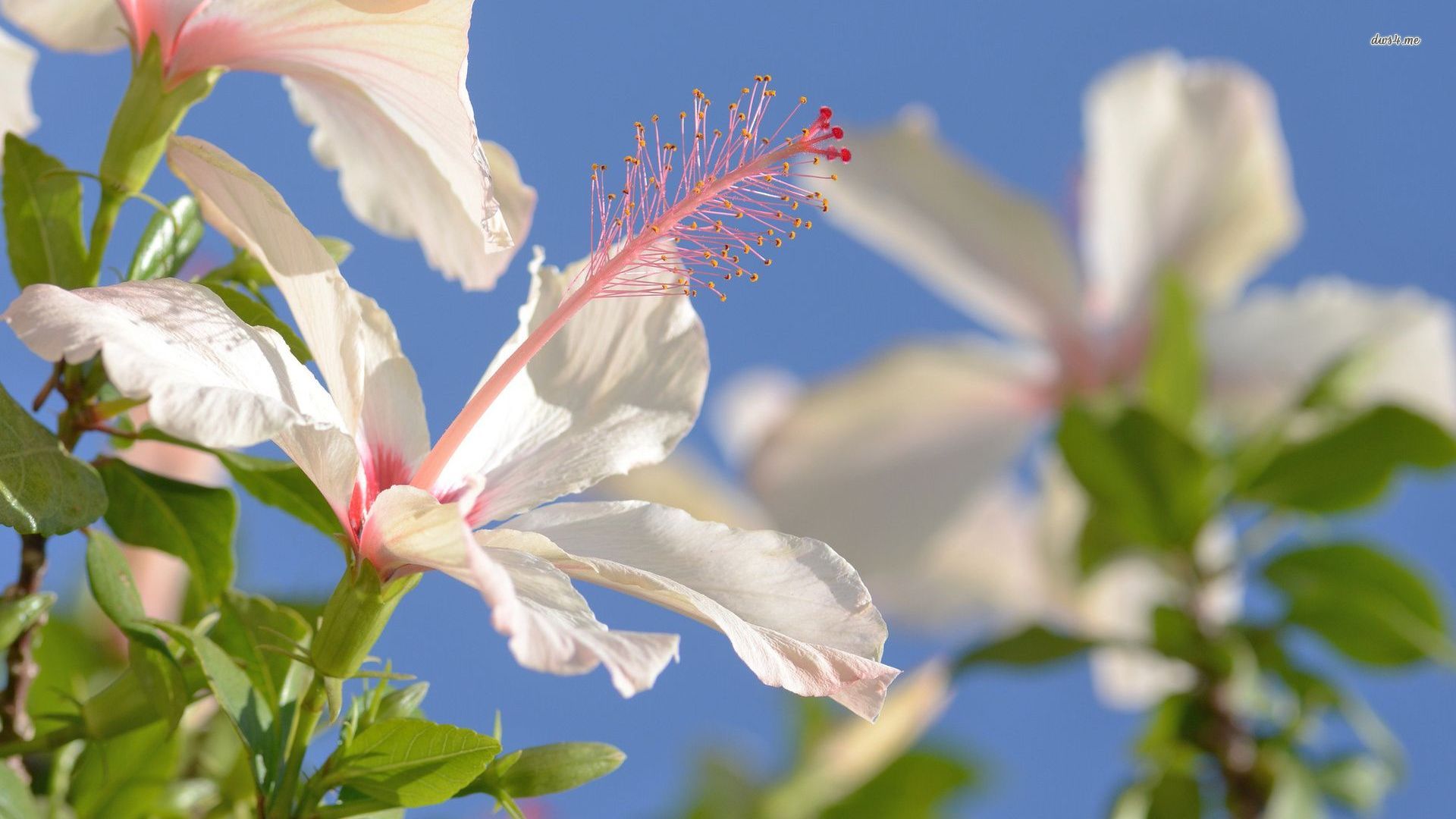 Wallpaper - HD Wallpaper 