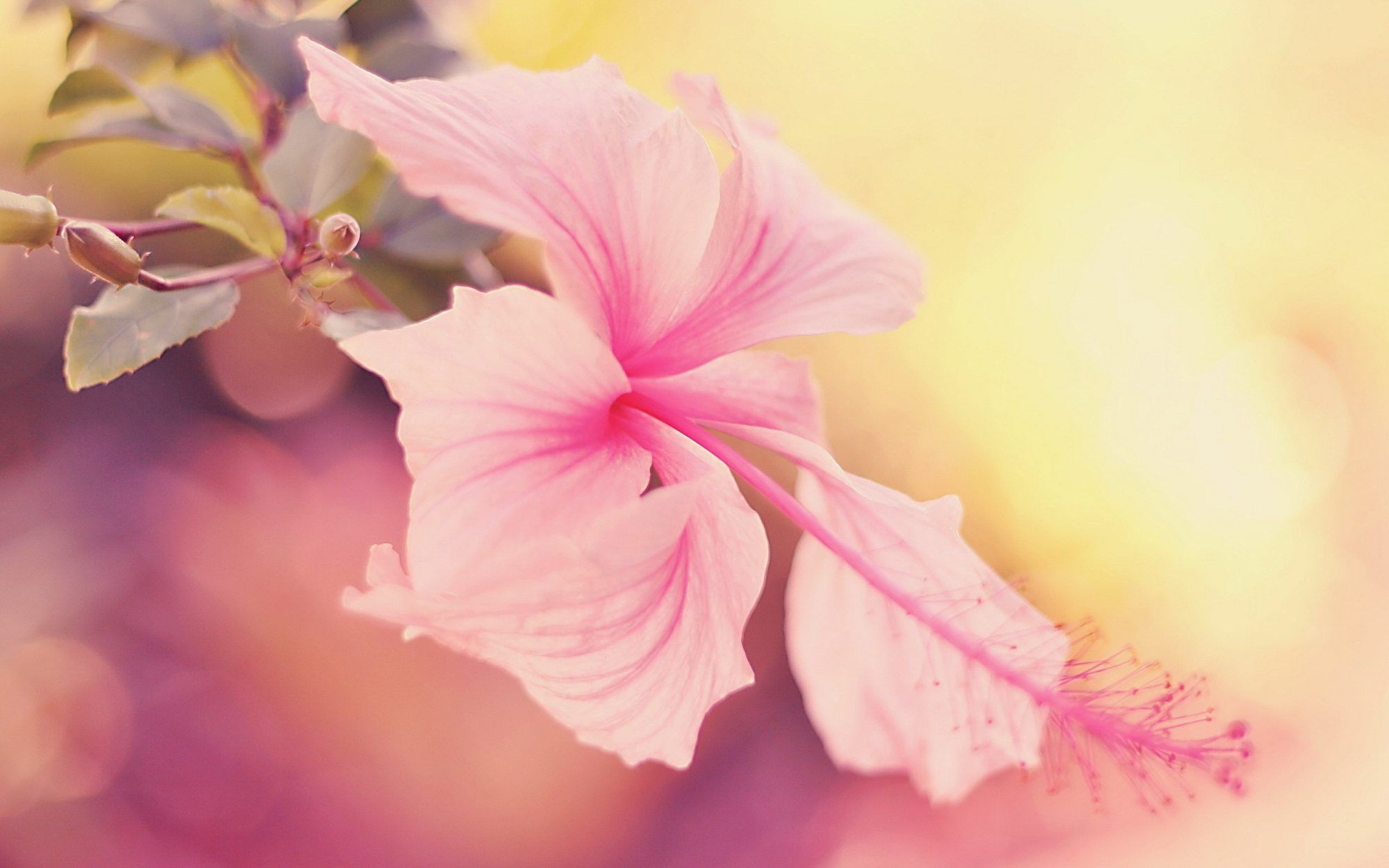 Background Hibiscus - HD Wallpaper 