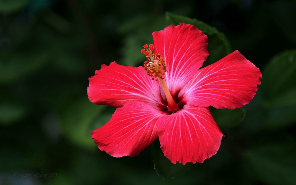 Hawaiian Hibiscus - HD Wallpaper 