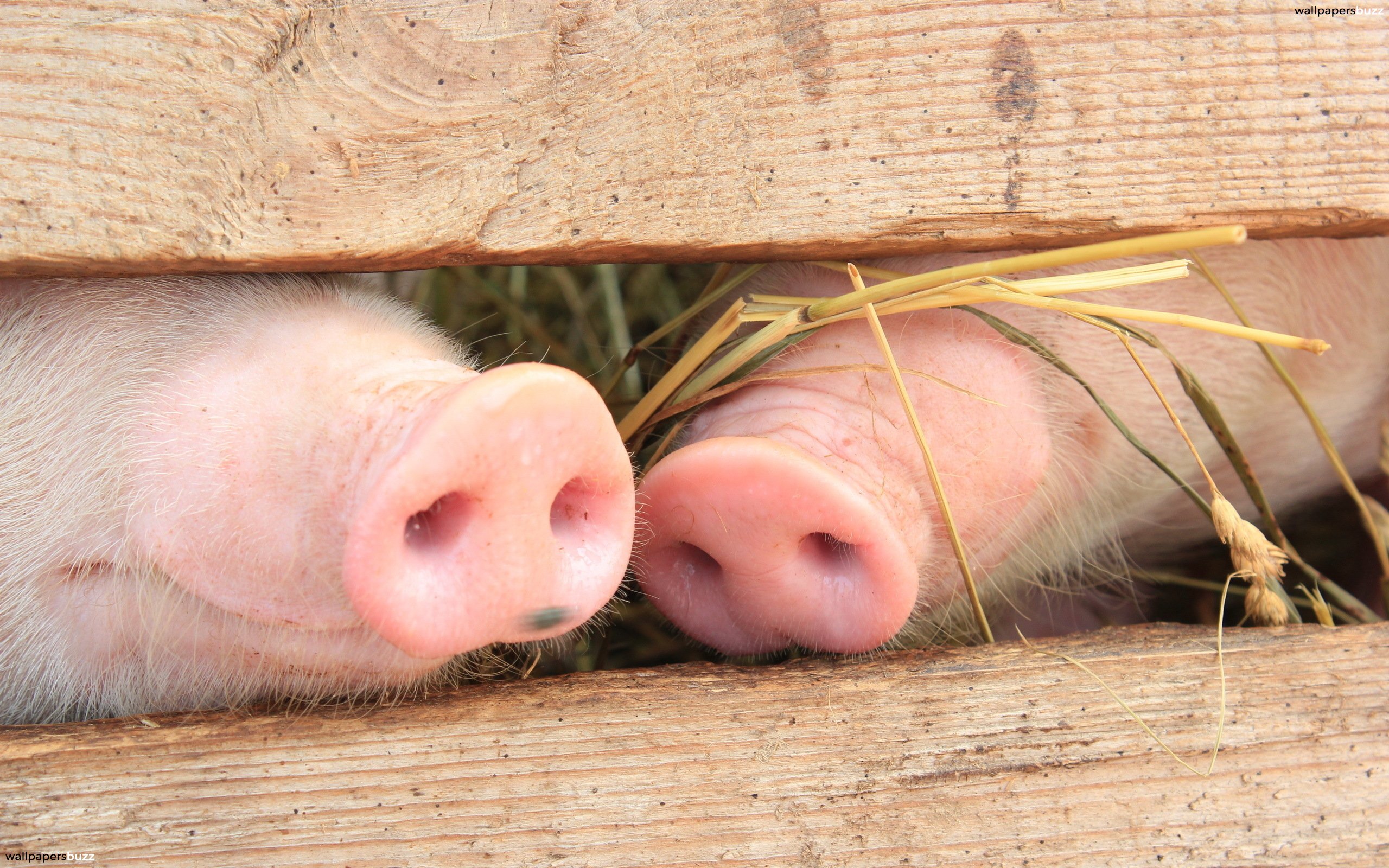 Cute Pig Snout - HD Wallpaper 