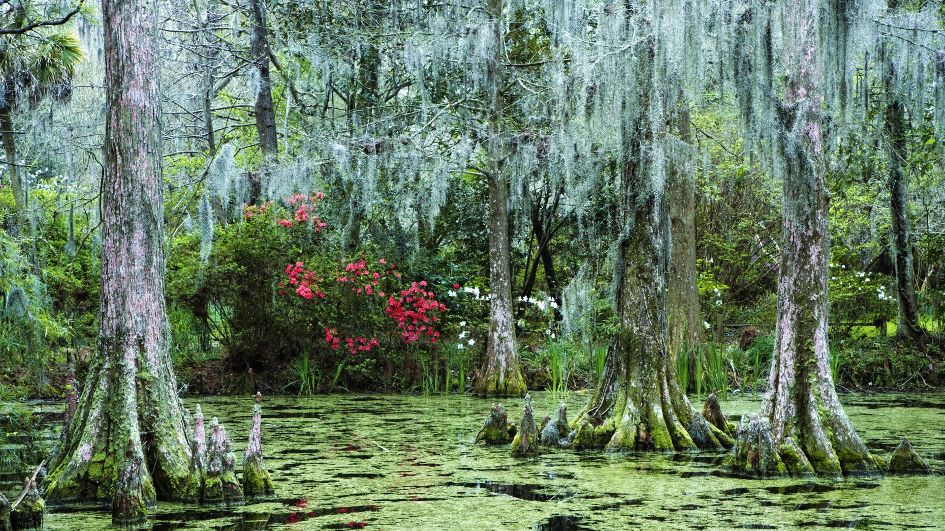 83 Swamp Hd Wallpapers - Swamp Wallpaper Hd - HD Wallpaper 