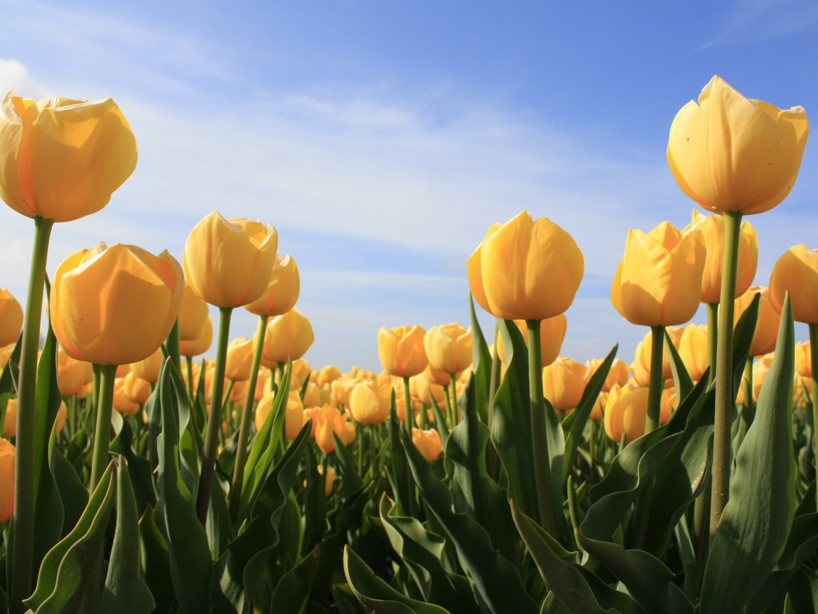 Hello Spring Tulips - HD Wallpaper 
