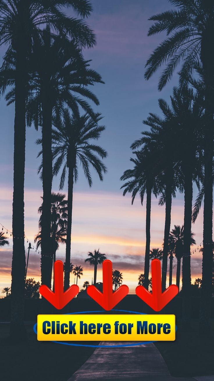 Iphone Wallpaper Palm Trees - HD Wallpaper 