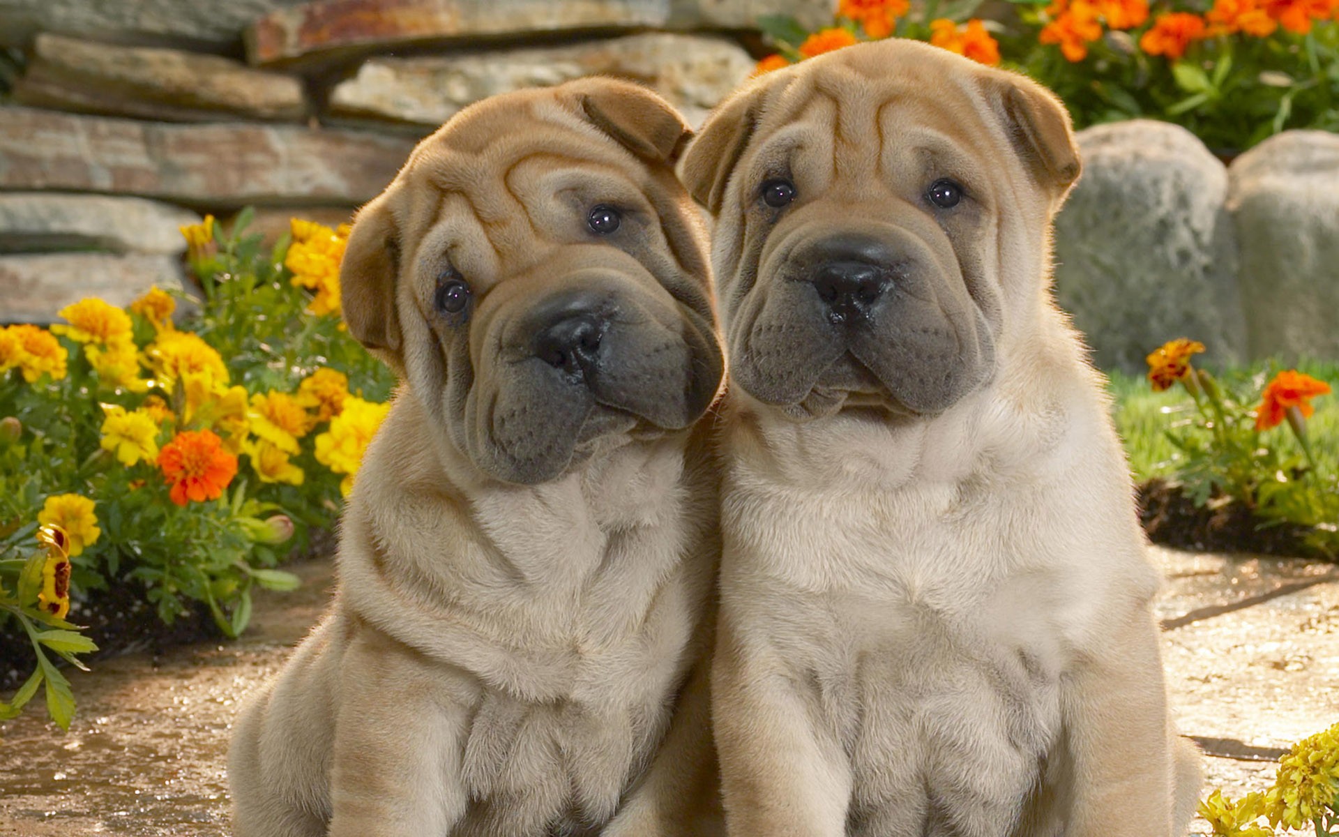 Shar Pei - HD Wallpaper 