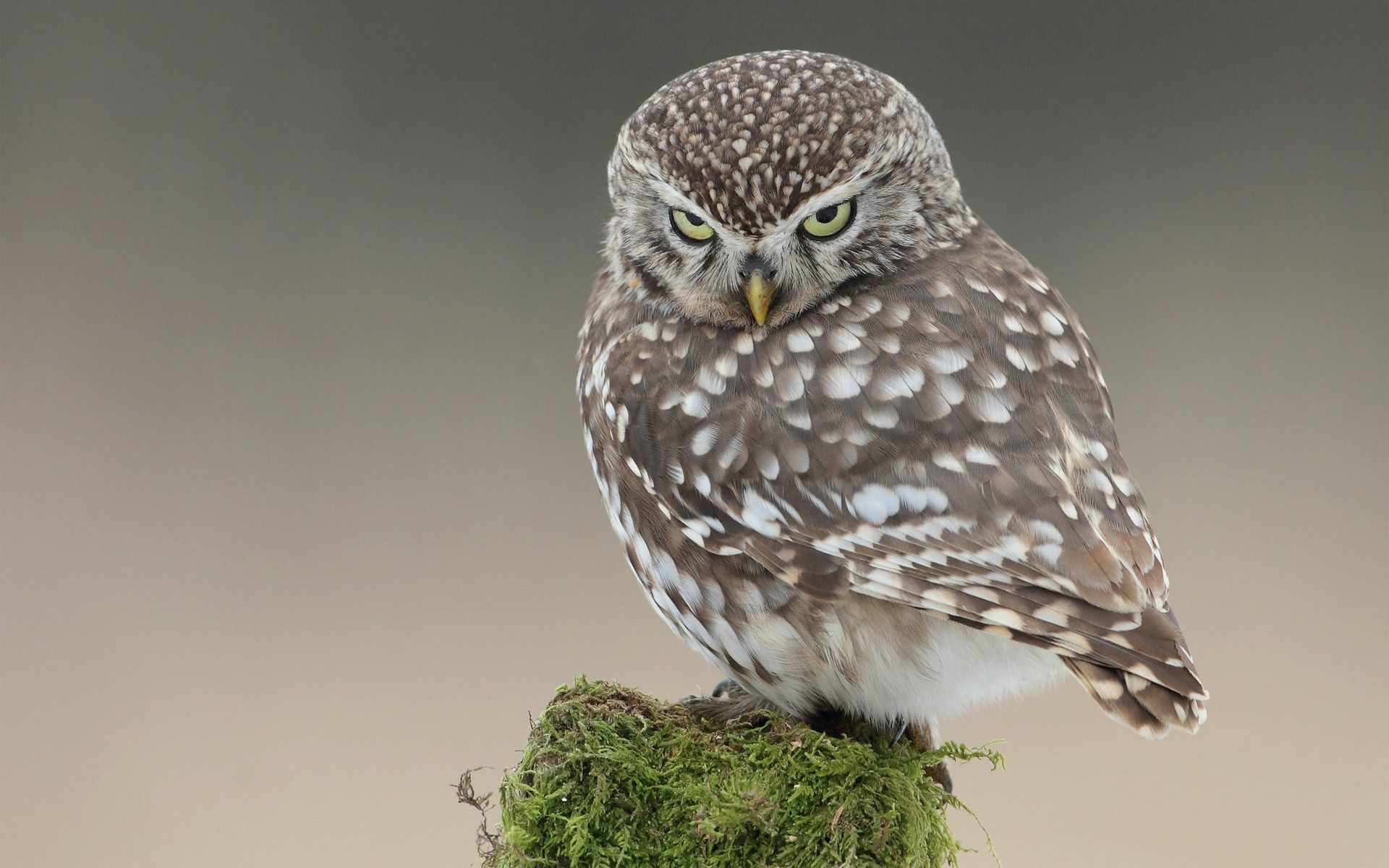 Adorable Little Owl - HD Wallpaper 