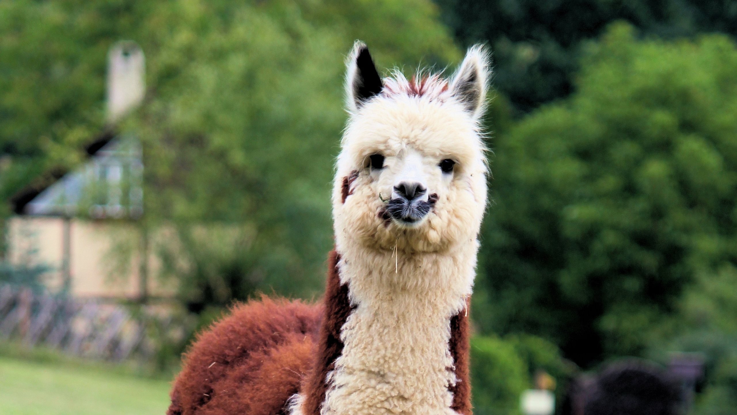 Wallpaper Llama, Cute, Funny, Animal, Wildlife - Alpaca Animal - HD Wallpaper 