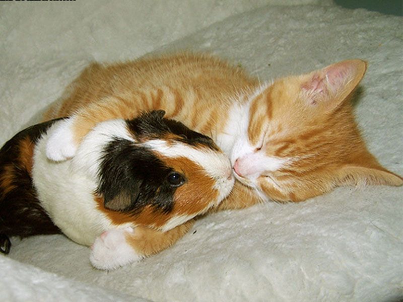 Walpepars Funny Animal - HD Wallpaper 