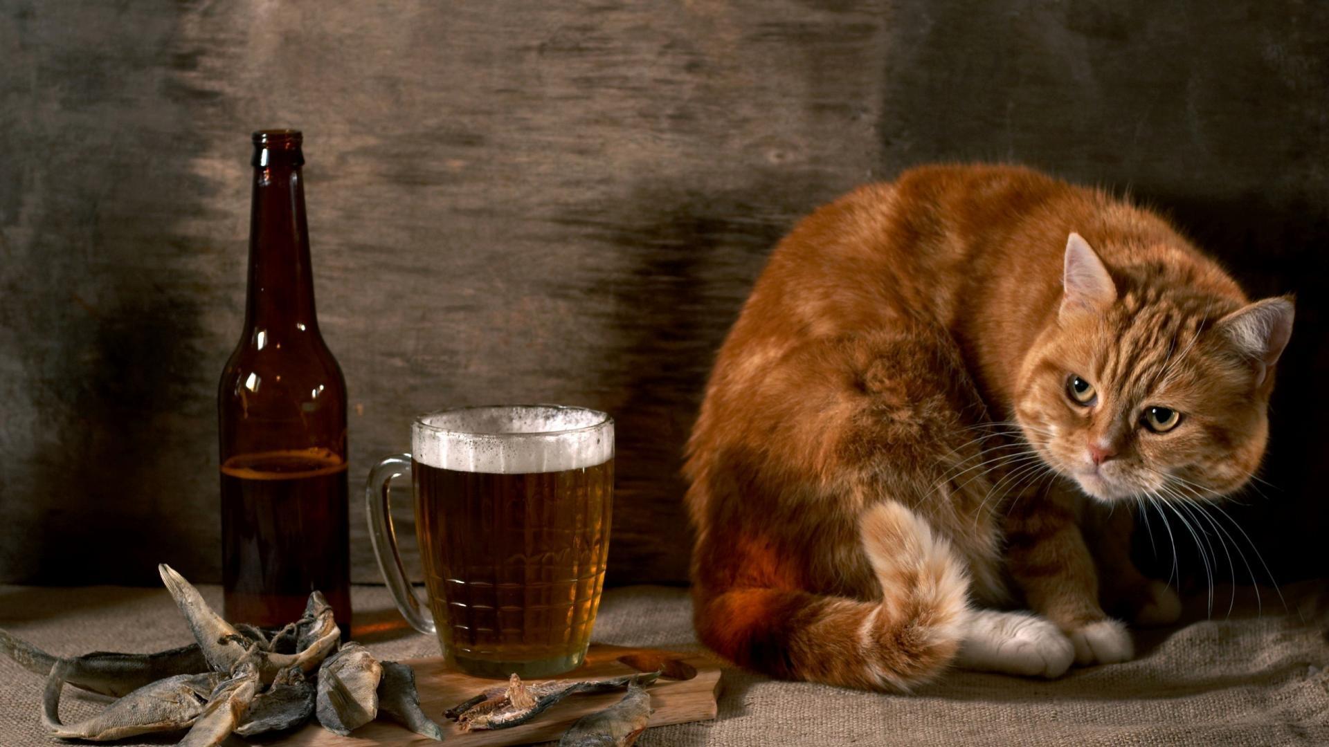 New Funny Wallpaper Download - Funny Animals Wallpapers Hd - 1920x1080 Wallpaper New Funny Wallpaper Download - Funny Animals Wallpapers Hd - 1920x1080 Wallpaper