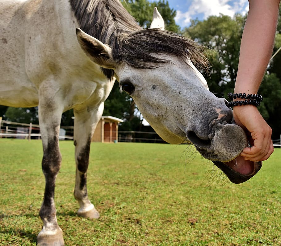 Mold, Horse, Love For Animals, Funny, Play, Left Out, - Horse - HD Wallpaper 
