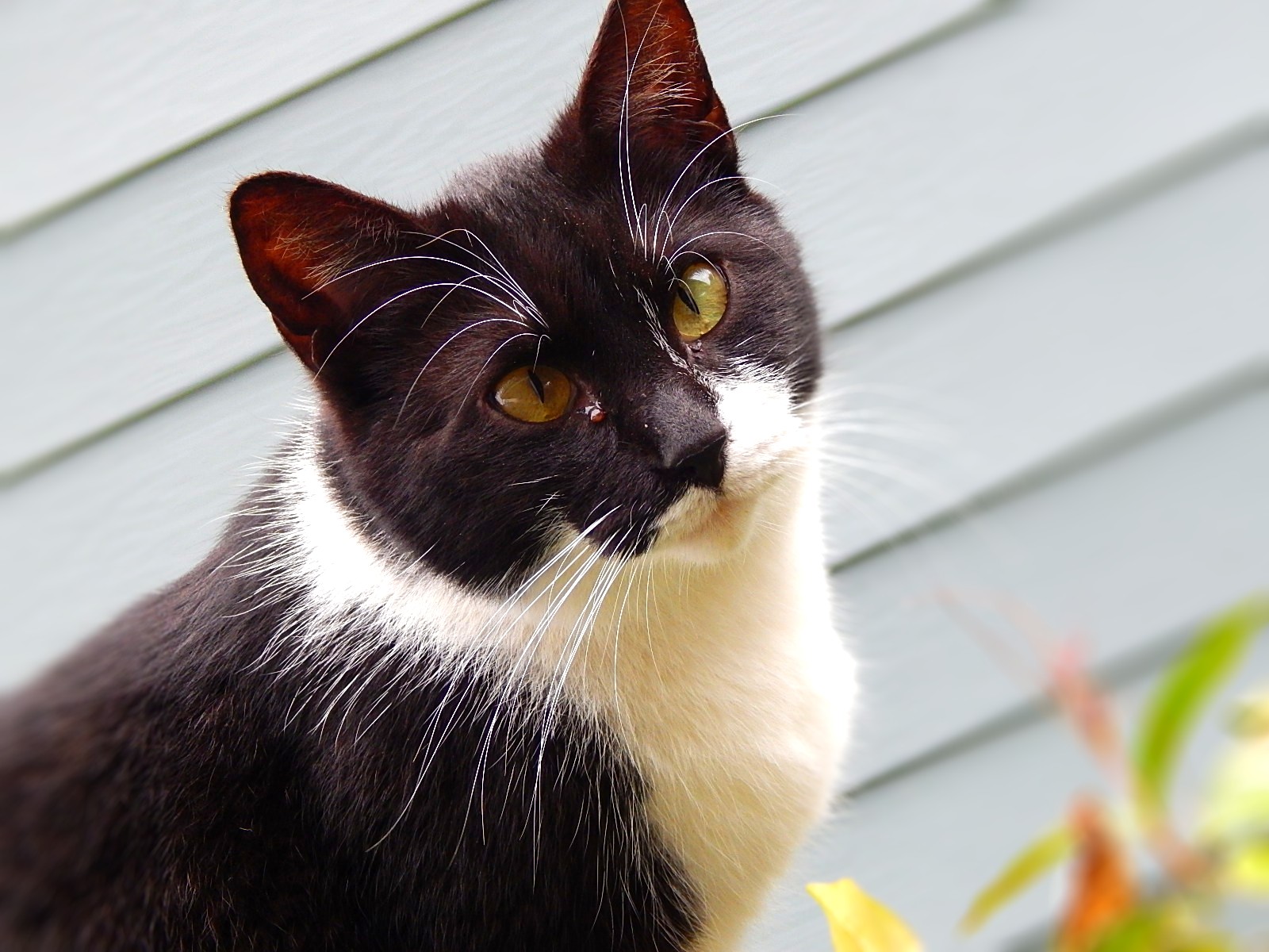 Domestic Short-haired Cat - HD Wallpaper 