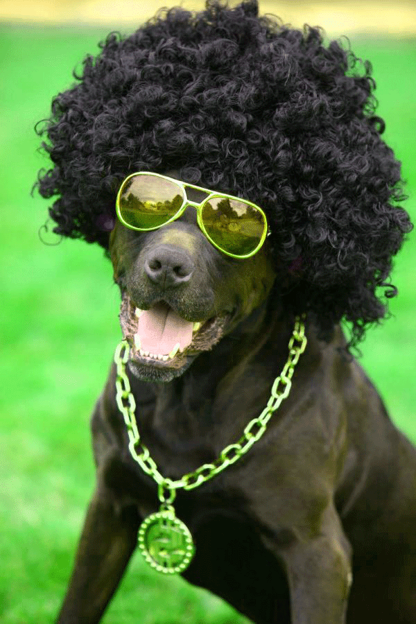 Funny Photo Download - 600x900 Wallpaper Funny Photo Download - 600x900 Wallpaper