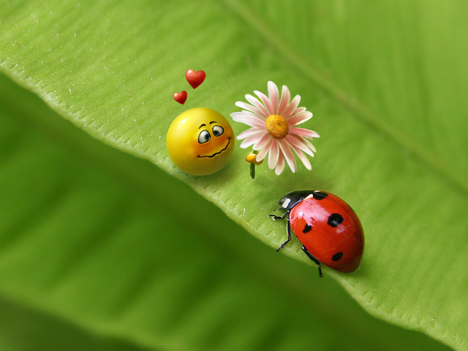 Ladybugs In Love - HD Wallpaper 
