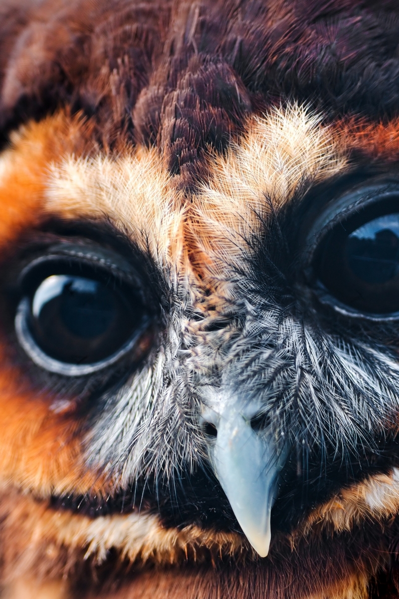 Magnifique Photo Oiseaux Hd - HD Wallpaper 